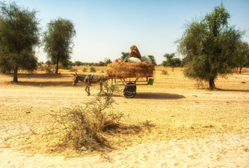 Donkey cart at Dakar, Senegal