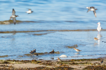 Dunlins shorebirds
