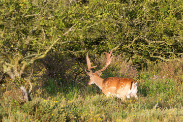Fallow deer stag