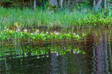 Lake with Bogbean flowers in the water