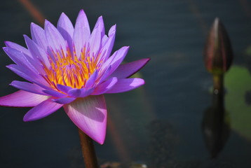 lotus in a pond