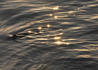 ripples on water