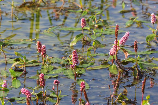 Amphibious Bistort flowers growing in the water