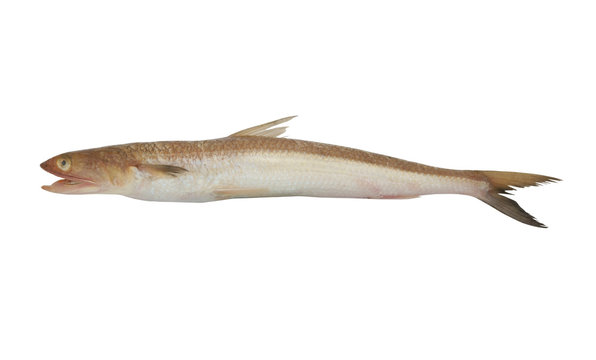 Lizard fish or wanieso saurida isolated on white background