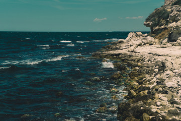 Yorkshire Terrier dog on a yellow background