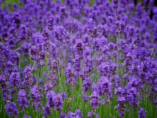 Naklejka premium field of lavender flowers