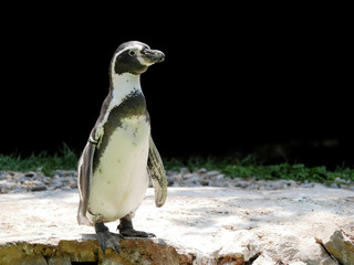 Naklejka premium Pinguino imperiale