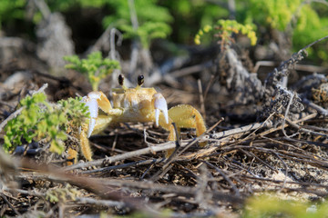 Wildlife at the beach in middle America