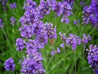 bee on flower