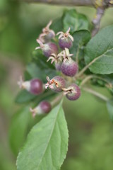 Obraz premium Kleine Äpfel an einem Säulenapfel