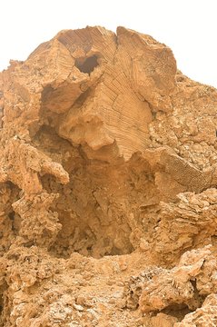 Ethiopia. Seabed. Carly. Organic remains.