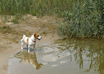 Little pedigree dog Jack Russell Terrier stands by the river ready to swim.
