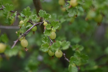 Unreife Stachelbeeren