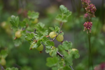 Unreife Stachelbeeren