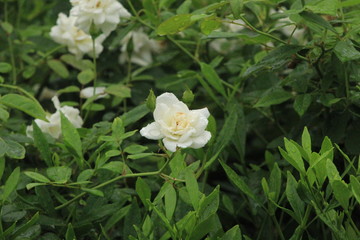 white rose in the garden