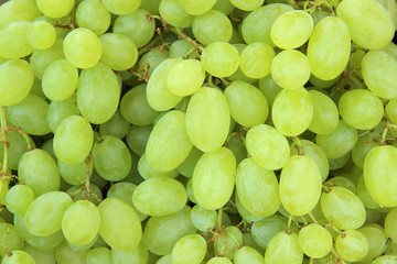 Bunches of fresh ripe green grapes