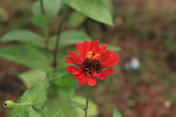 red flower in garden