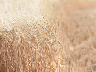 Barley field (Hordeum vulgare L.),
