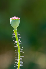 Obraz premium Coquelicot fané