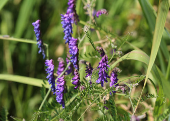 Vicia cracca commonly called tufted vetch, bird or blue vetch and boreal vetch, blooming in spring