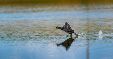 The duck takes off from the surface of the water.