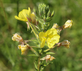 Fototapeta na wymiar Oenothera glazioviana, common names large flowered evening primrose and redsepal evening primrose