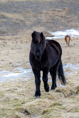 wild iceland horses with snow