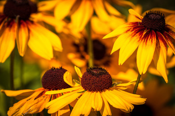 Beautiful yellow flowers in a garden