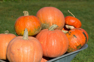 ripe red pumpkin,Orange pumpkins on a wheelbarrow on a green background close up