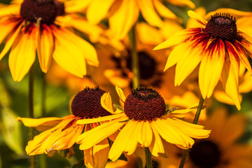 Beautiful yellow flowers in a garden