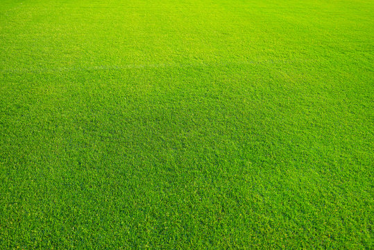 Green lawn for background. Green grass background texture. top view/Background of green grass. The texture of the football field. Texture green lawn