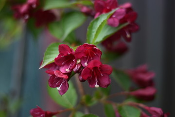 Blüten einer Weigelie (Weigela)