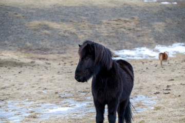 wild iceland horses with snow