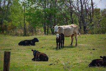 Fototapeta premium Grass Fed Cattle on the Prairie in Spring 