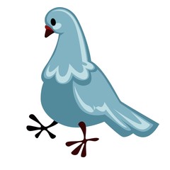 Pigeon or dove isolated bird peace symbol flying species
