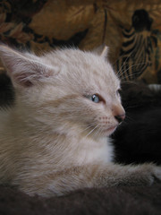 Fototapeta premium A Kitten