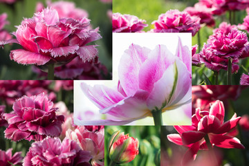 Collage of beautiful pink tulips. Close up. 