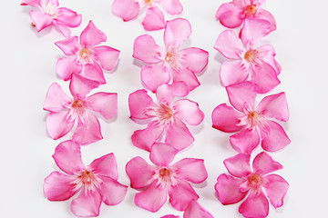 pink natural oleander flowers with petals on white background