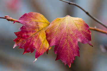 Autumn red bright leaves on the sun and blurred trees . Fall background. Rich color of autumn