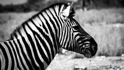 Fototapeta na wymiar Close-up of a zebra in black and white