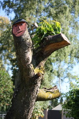 Baummalerei an einem Kirschbaum in Lippetal Büninghausen an der Buschstraße