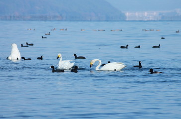 琵琶湖を泳ぐコハクチョウと水鳥たち