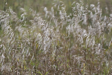 Beautiful dry grass and spikelets in the field. Close up. Beautiful autumn warm background. Golden grass in autumn.