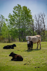 Grass Fed Cattle on the Prairie in Spring 