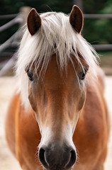 Fototapeta premium Pferd