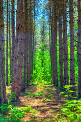 Fototapeta premium Beautiful landscape in fresh green forest