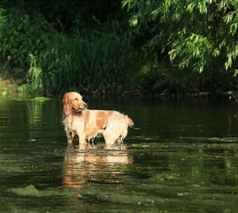 Beautiful dog breed Russian hunting spaniel on nature by the river