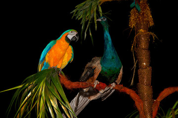 Circus animals bright colorful parrots and peacock on black background