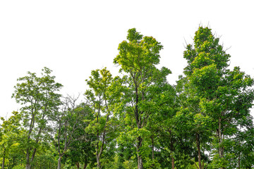 Tree isolated on white background, forest, isolated on white background