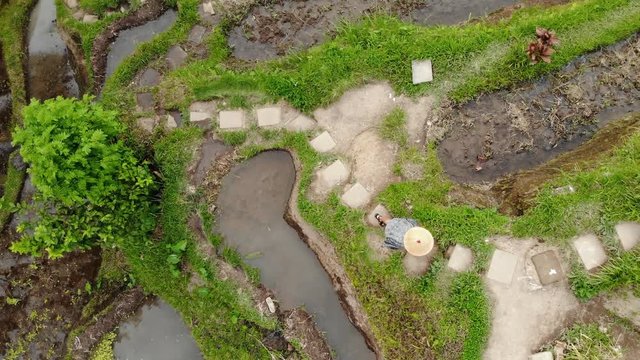 drone aerial view of rice plantation in bali with path to walk around and palms